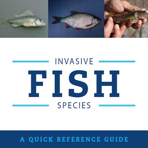 Invasive Fish Species