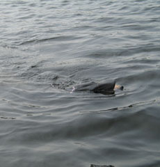 Lake Dalyrmple Muskey